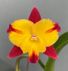 Cattleya Candy Sparks