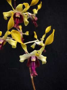 <i>Dendrobium</i> Maulana Rafi Daniswara