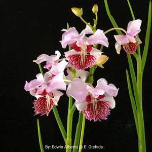 Papilionanthe Margarita Feliciano Olavarría