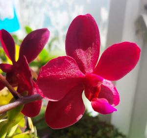 <i>Phalaenopsis</i> Buddha's Treasure