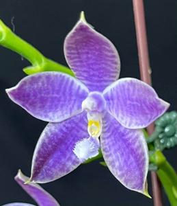 Phalaenopsis YangYang Blue Dragonfly