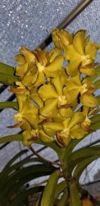 Vandachostylis SunCoast Kisses