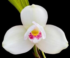 <i>Lycaste</i> Sun Spots