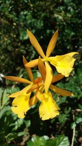 <i>Epithechea</i> Morning Star