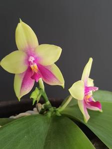 <i>Phalaenopsis</i> David Teissie Czwo