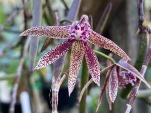 Dendrobium Australian Freckles