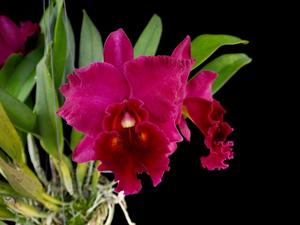 Rhyncholaeliocattleya Korat Sunset