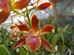 <i>Enanthleya</i> Chocolate Tiger