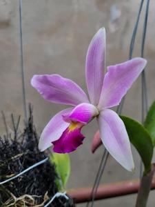Cattleya Memoria Peter von Scholl