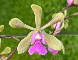 <i>Epicyclia</i> Marion's Emma