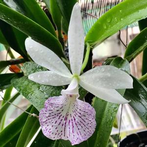 Brassocattleya Beulah Bradeen