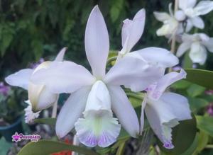 Cattleya Brazilian Star