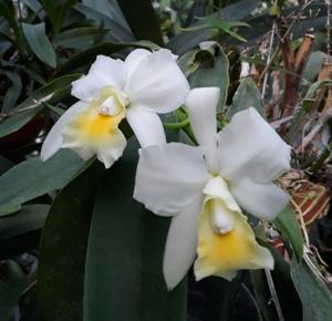 Laeliocattleya Twilight Song