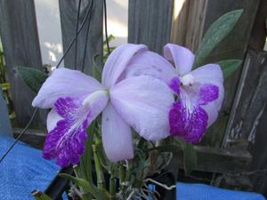 <i>Laeliocattleya</i> Pan Am