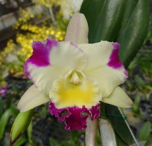<i>Rhyncholaeliocattleya</i> Tsutung Beauty-Dick Smith