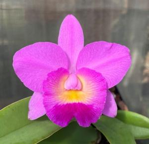 Cattleya Dal's Magic