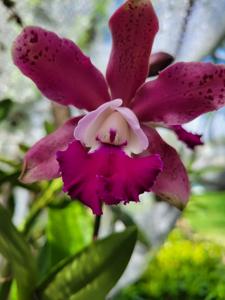 Myrmecocattleya Linda Marlene Curle