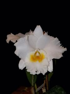 <i>Cattleya</i> ThatchMo