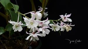 <i>Dendrobium</i> Niep Snowflake