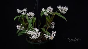 <i>Dendrobium</i> Niep Snowflake