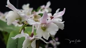<i>Dendrobium</i> Niep Snowflake