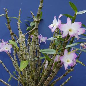 Dendrobium Sakura