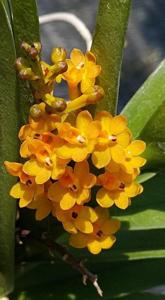 Pelatanda Save the Arctic