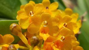 Pelatanda Save the Arctic