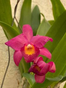 <i>Guaricattonia</i> Jairak Jewel
