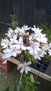 Epidendrum Pacific Fairyland