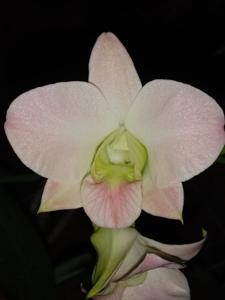 <i>Dendrobium</i> Pesona Lumajang