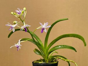 Vandachostylis TSS Taiwan Gandharva
