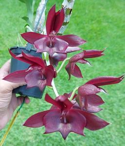 Catasetum Vroni
