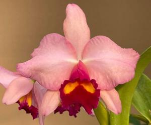<i>Cattleya</i> Life's Melody