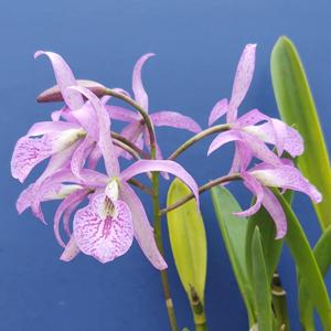 Brassanthe Maikai