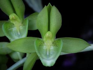 <i>Catasetum</i> socco-juruenense