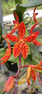 <i>Renanopsis</i> Santa Cruz