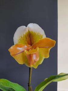 Paphiopedilum Maufant