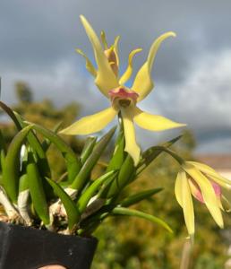 <i>Leptoguarianthe</i> Rumrill Sunrise