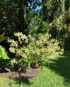 Catyclia Leaf Hopper