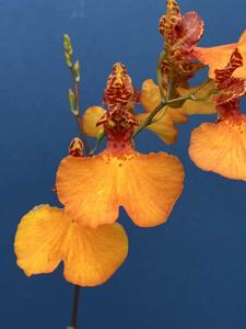 Comparumnia Little Bird Reef-Petite Carrot