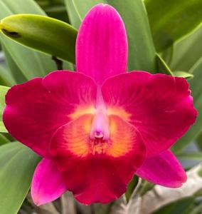Rhyncholaeliocattleya Exotic Ruby Eyes