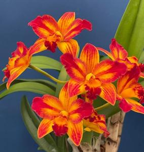 Cattlianthe Barefoot Mailman