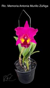 Rhyncholaeliocattleya Memoria Antonia Murillo Zuniga