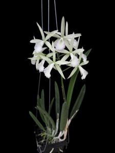 Brassocattleya Jairak Snow