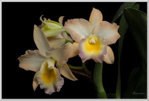 Rhyncattleanthe Olympus Sunset FCA