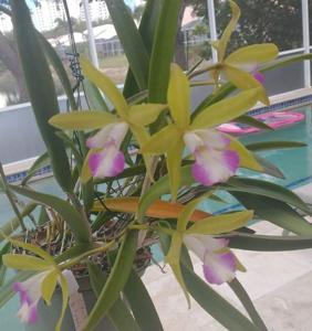 <i>Brassocattleya</i> Julian Alonzo Roberts