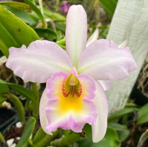 Rhyncatlaelia Georgeceps