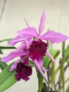 <i>Cattleya</i> Mattinata