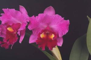 Rhyncholaeliocattleya Powerful Tokyo